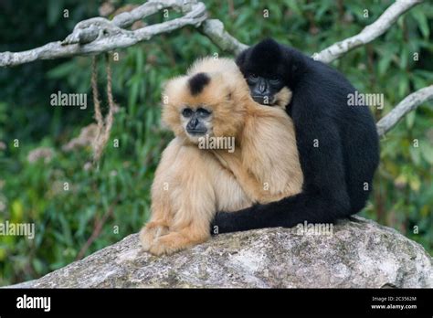 Monkeys hugging hi-res stock photography and images - Alamy