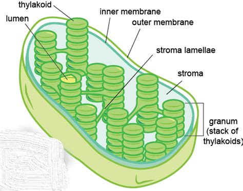 Thylakoid Membrane Photosynthesis