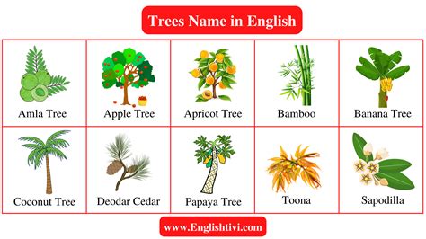 Tree Names in English with Pictures - Englishtivi