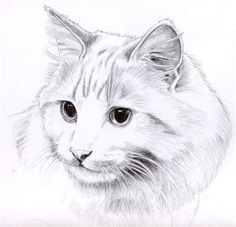 Pin by Kelly L Murphy on Inspirational Art | Animal drawings, Cat sketch, Cat art