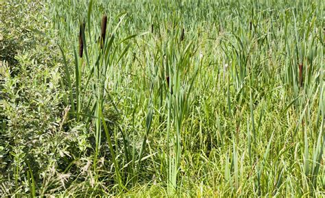 green grass, close up 9722542 Stock Photo at Vecteezy