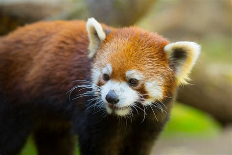 Celebrate International Red Panda Day with Rogue Ales and Oregon Zoo Red Panda IPA