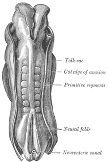 Neuralrohr – Wikipedia Mystery Meaning, Meaning Of Life, Muscles Of The Neck, Extensor Muscles ...