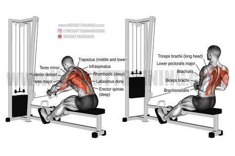 Seated cable row exercise instructions and video | Weight Training Guide