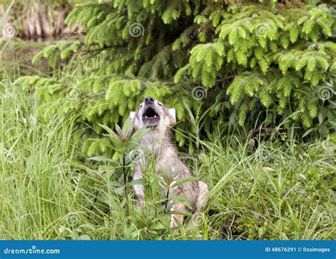 Wolf Puppy Howling stock image. Image of puppy, juvenile - 48676291