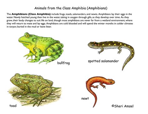 Class - Amphibians (4th Grade and up)