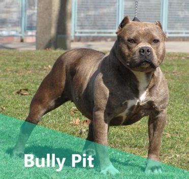 American pitbull terrier mixed with american bully - harewhn