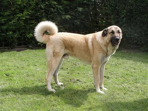 Anatolian Shepherd Dog - Temperament, Lifespan, Shedding, Puppy