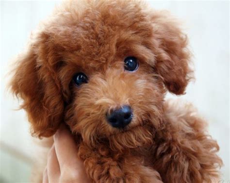 Brown poodle puppy images.JPG