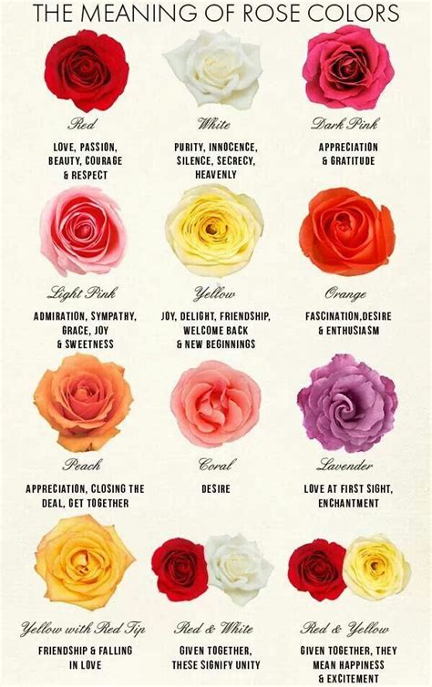 Pin by Lorah Lopez on lolo land | Rose color meanings, Flower meanings, Rose meaning