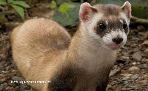 How Big Does a Ferret Get? Real Size to Know | Ferret Adviser