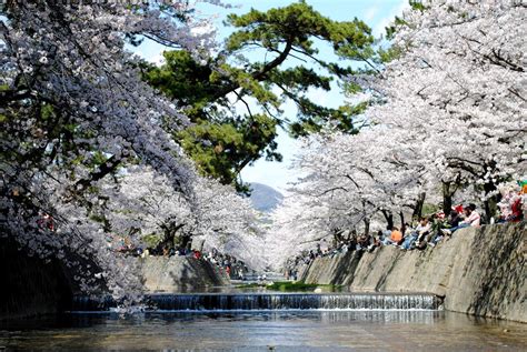 Sakura Festival by Undead-Psycho on DeviantArt