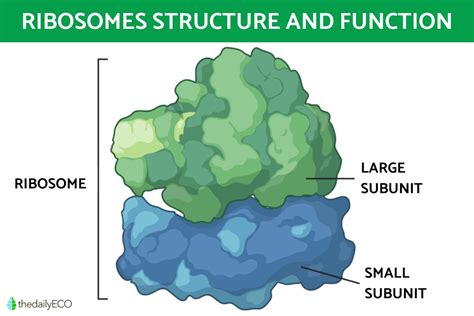 Ribosomes Structure and Function in Biology - Definition With Diagrams