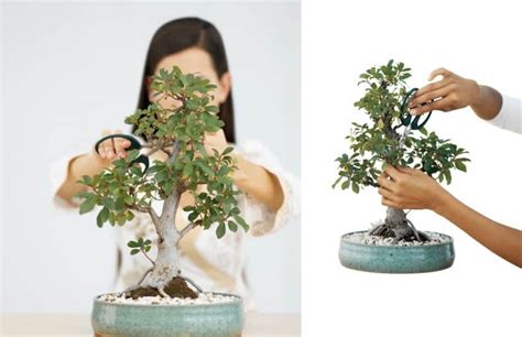 Different Bonsai Styles: You Need To Know | Plantly