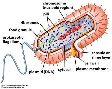 Prokaryotic Cells