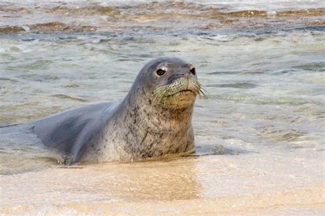 18 Hawaiian Monk Seal Fun Facts - Facts.net