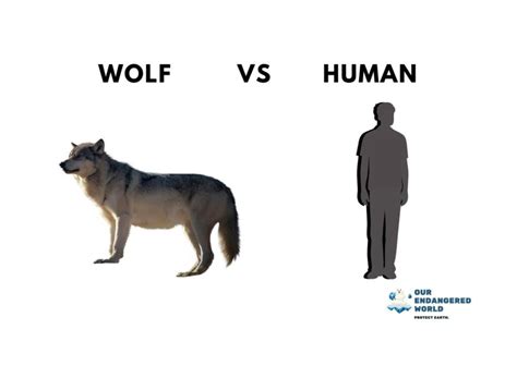 Dire Wolf Size Compared To Human