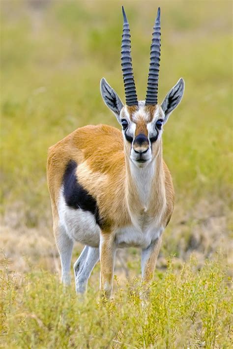 Thomson's gazelle - Wikipedia