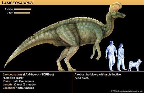 Lambeosaurus | Hadrosaurid, Late Cretaceous, Ornithopod | Britannica