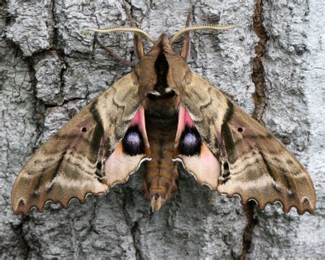 Twin Spotted Sphinx Moth– Identification, Life Cycle, Facts & Pictures