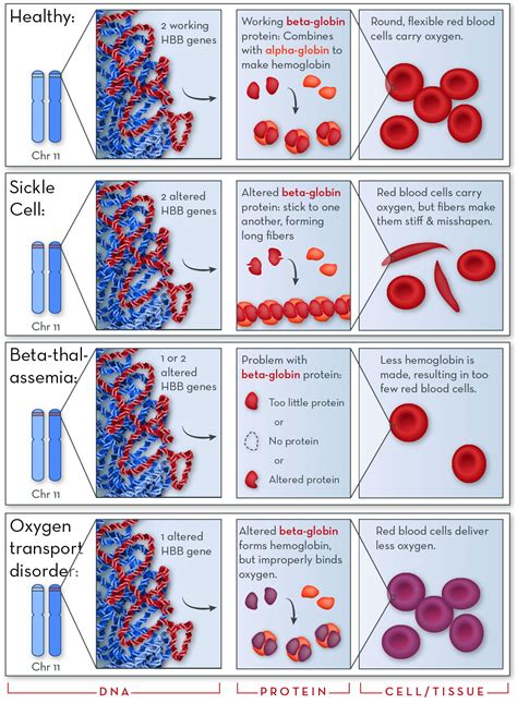 Hemoglobin Disorders