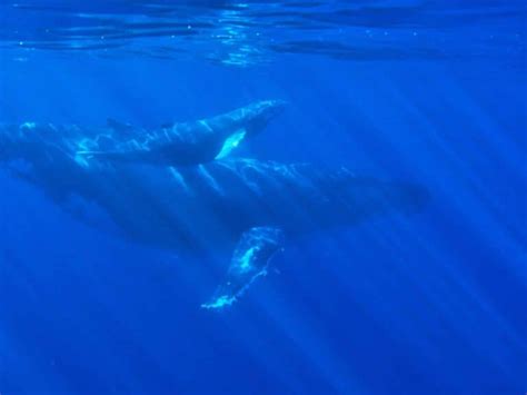 Humpback Whale Reproduction - Full Guide - MarinePatch