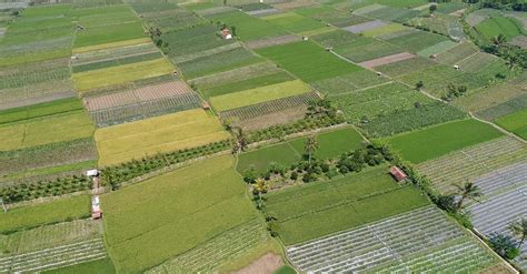 Aerial View of a Rice Field Free Stock Video Footage, Royalty-Free 4K ...