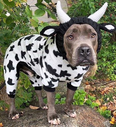 Best Pitbull Halloween Costumes for Your Dog.