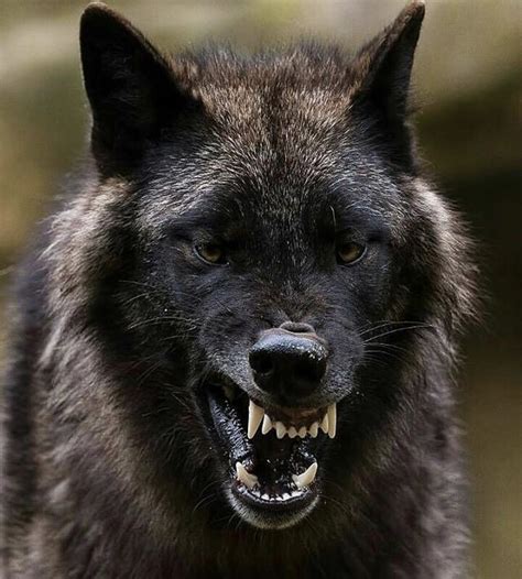 Snarling Wolf : r/wildgods