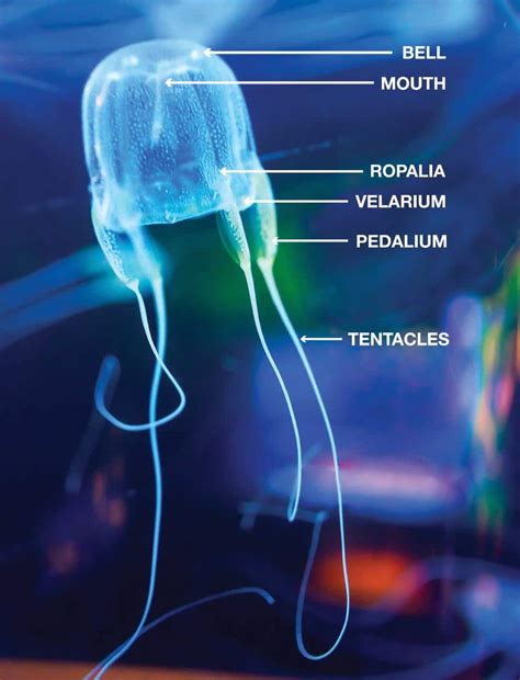 Box Jellyfish: Learn everything about this dangerous species.