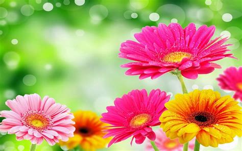 10 Most Popular Pictures Of Gerber Daisies FULL HD 1920×1080 For PC Desktop 2024