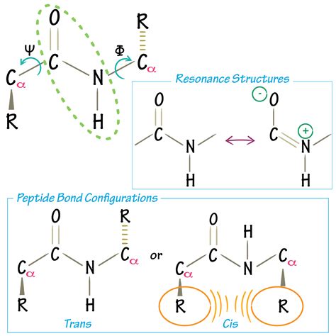 Diagram Of Peptide Bond