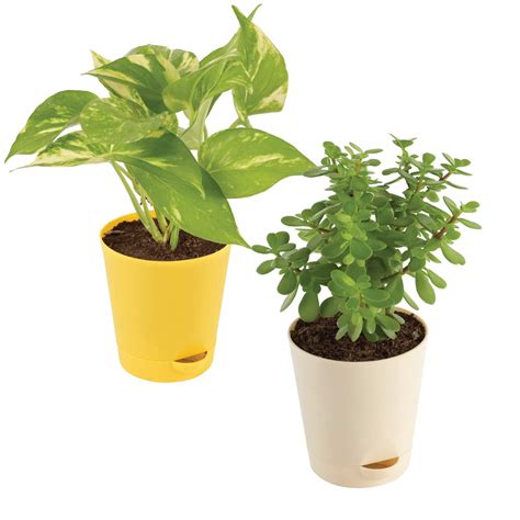 Ugaoo Good Luck Indoor Plants For Home With Pot - Jade Plant & Money Plant Variegated : Amazon ...