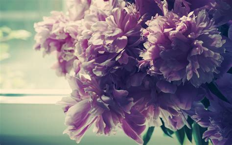 Peonies Wallpaper Desktop - WallpaperSafari