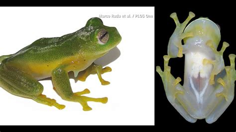 'Glass frog': Newly discovered frog species has see-through belly ...