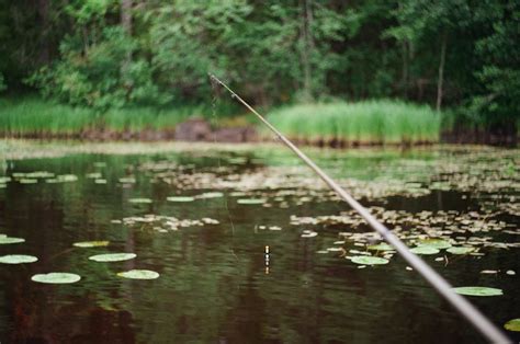 Texas Fish Species 101: Identifying Common Species in the Water