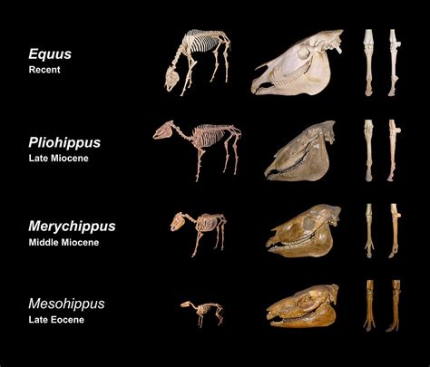 Fossils (Evidence of Evolution) — Overview & Examples - Expii