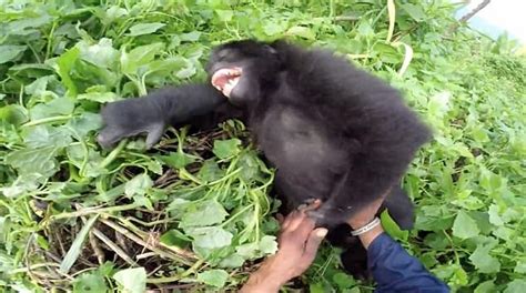 The giggling gorilla! Adorable moment orphaned ape laughs when..