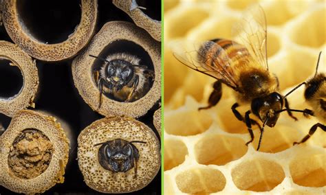 Mason Bees vs Honey Bees? (Revealed) | Wildlife Welcome