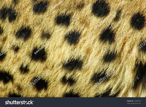 Closeup Skin Real Wild African Cheetah Stock Photo 14009932 | Shutterstock