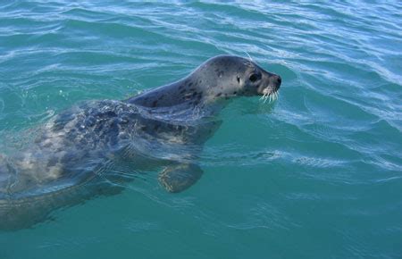 Harbor Seal Species Profile, Alaska Department of Fish and Game