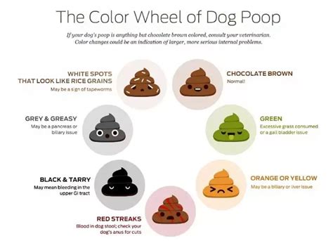 What's The Scoop on Dog Poop in St. Paul, MN? | St. Paul Pet Hospital