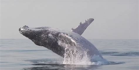 Humpback Whale Puts On Show In Rare Footage