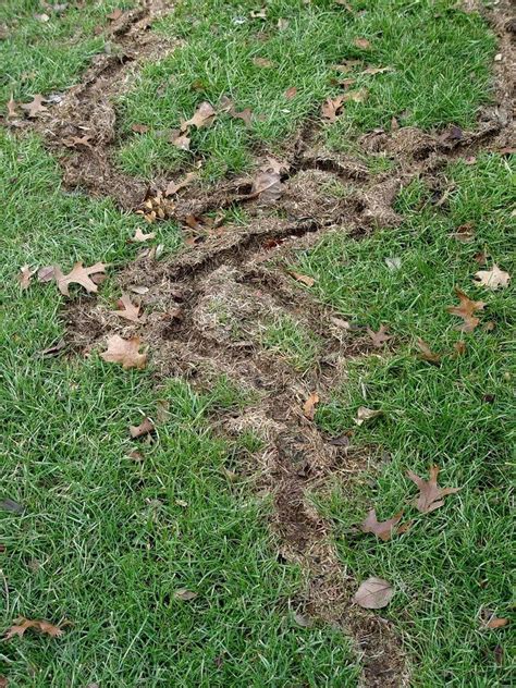 Vole ruts in the lawn - pennlive.com