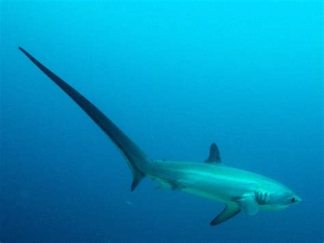 Thresher Shark – "OCEAN TREASURES" Memorial Library