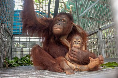 Orphaned orangutan plays surrogate to another motherless baby orangutan