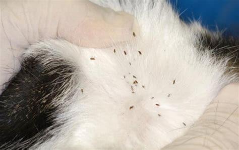 How Do You Get Rid Of Fleas On Cats And Dogs