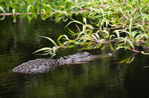 All About The American Alligator | Babcock Ranch Eco-Tours