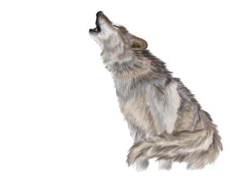 Wolf PNG image, free picture download