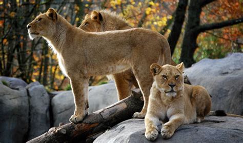 Oregon Lioness Portland Oregon zoo | Truly Hand Picked